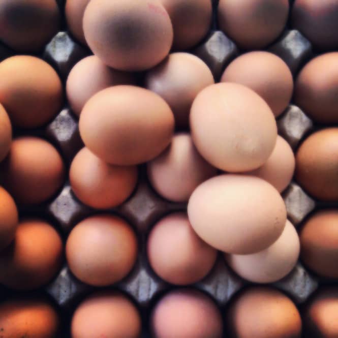 eggs